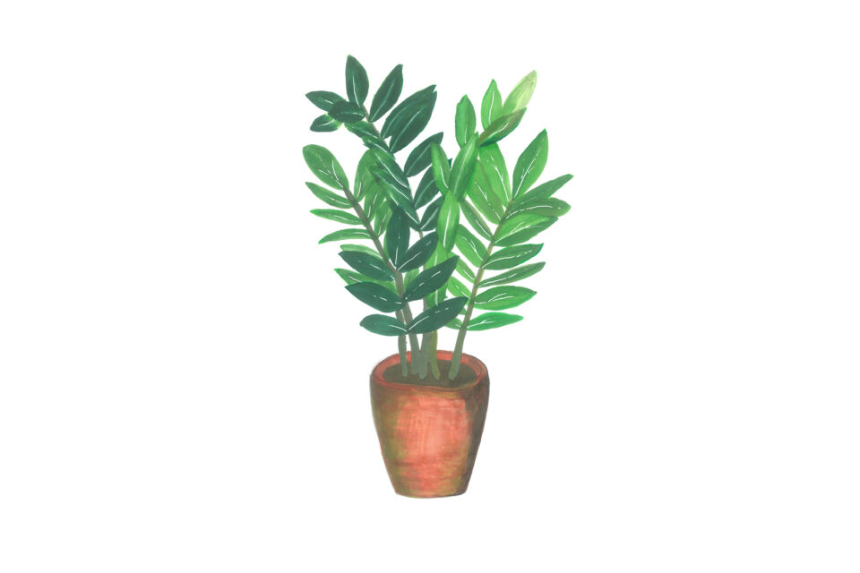 An illustration of a Zanzibar gem plant in a brown pot.