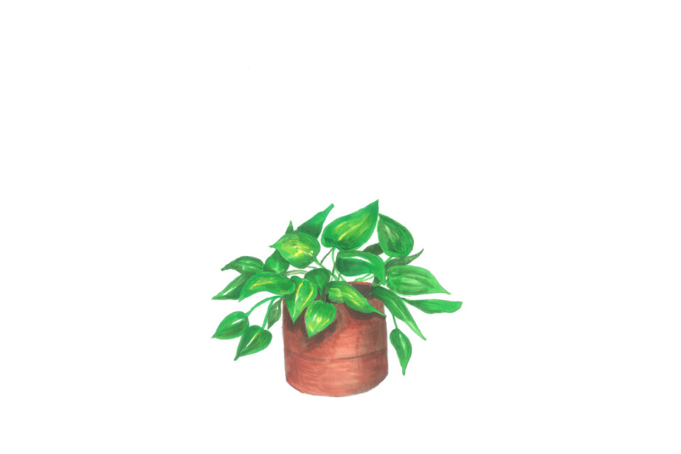 An illustration of a devil's ivy plant in a brown pot.