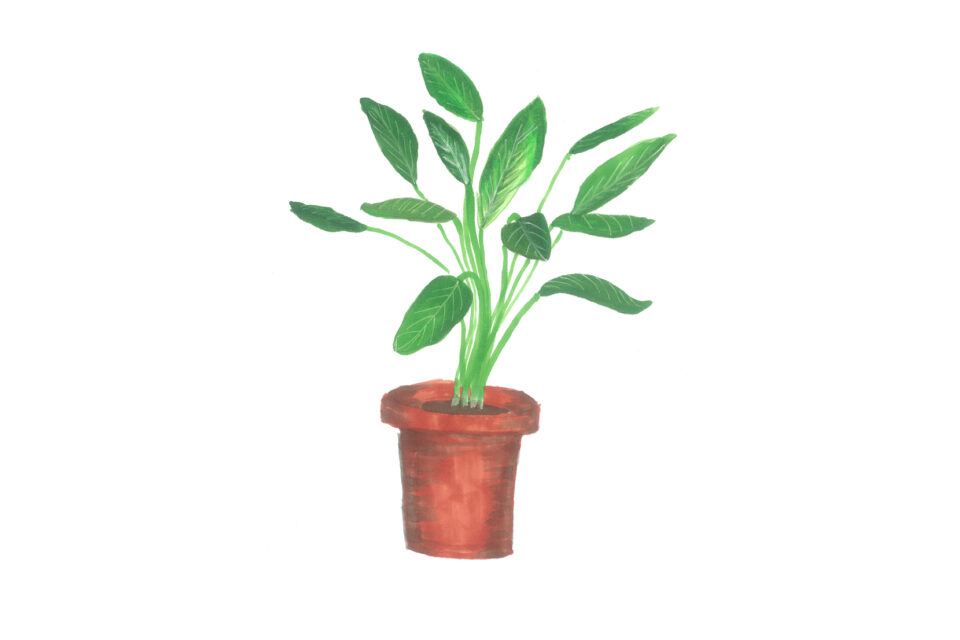 An illustration of a peace lily plant in a brown pot.