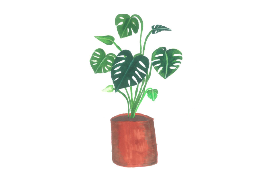 Illustration of a fruit salad plant in a brown pot.