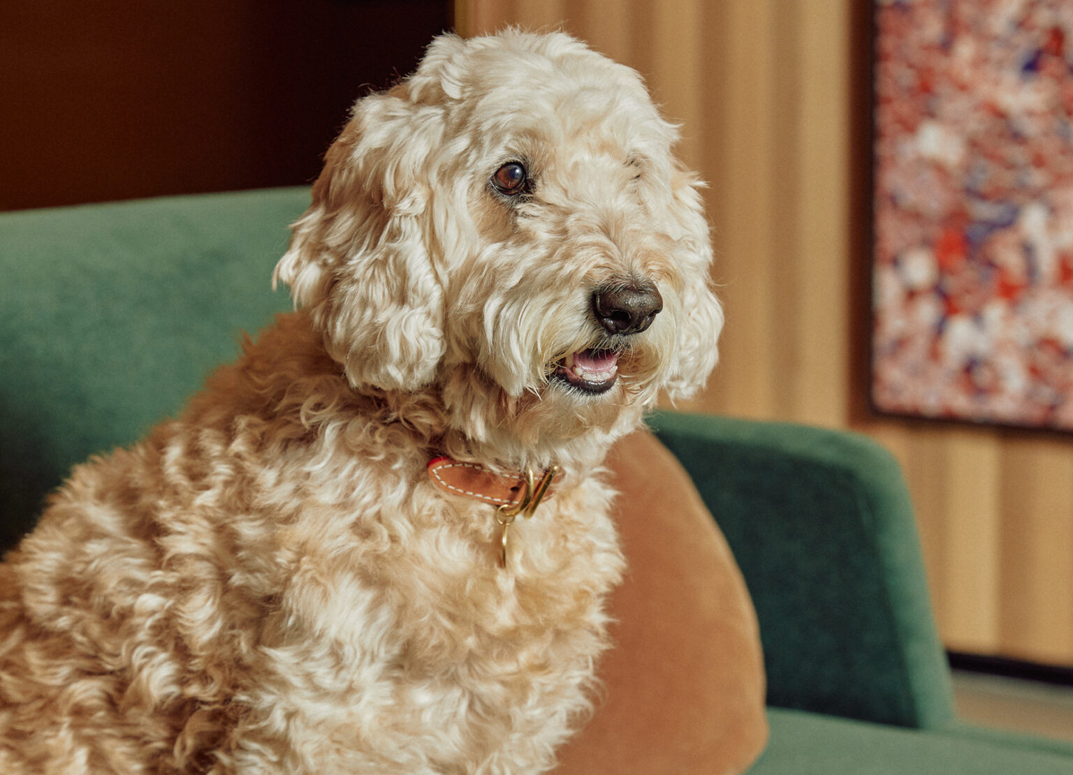 Everything you need to know about pets at Home Home Apartments